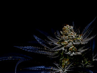 Midnight4