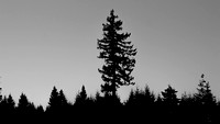 B&W Tall Tree 1