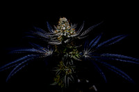 Midnight2
